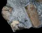 Three Hoploscaphites Ammonites + Baculites #6125-4